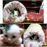★귀요미>0<이쁜짓 하는 애교냥이 콩이!! (애교사진 투척!!^^)