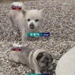 ★☆★사람으로 치면 200살 넘은 강아지.jpg★☆★