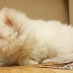 스피츠:) 두녀석들의 동거생활 *.* [<b>형</b>,<b>민</b>기편]