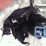 새끼 고양이 분양합니다 도와주세요~