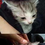 　★　★　★　 '<b>개냥</b>이'가 뭐냐구??고덕이의 육묘일기.....☆