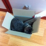 [2탄!] 어릴때부터 남다는 <b>미묘</b>냥이 포비 성장기!입니다.