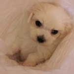 복숭아의 <b>품격</b>