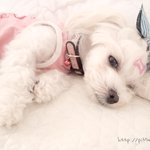너무 이쁜 우리집 공주님 봄이 :)