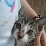 [<b>분양</b>]새끼고양이 <b>분양</b>해요~
