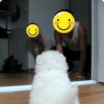 [화이트<b>포</b><b>메</b>]개바라기 하늘이:)