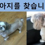 시<b>츄</b> 강아지를 찾습니다