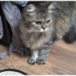 사람같은 두녀석과 함께 사는 <b>처녀</b>집사_