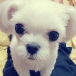 사진有 ! (귀<b>염주</b>의)강아지의 탈을쓴 꼬맹이 3탄♥