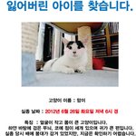 인천 부평구 부평동 <b>백마</b>동물병원 부근에서 잃어버린 고양이 '맘이'를...