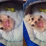 스피츠)★★★스피츠계의 美犬 우리<b>유키</b>를소개합니다★★★★★