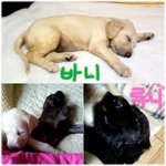 [아프간하운드]   길쭉길쭉 매력돋는 <b>루니</b>의 성장일기