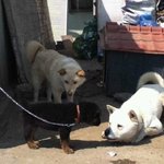 <b>dog</b>의 세계/// 이병-상병-말년.jpg