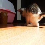 [입양완료]예쁜 아기 고양이 분양합니다(처음 키워보시는 분도 좋습니다...