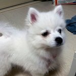 스피츠)하츠 4탄 - 기다려 외 <b>이것저것</b> ㅎㅎ