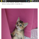 아비시니안 -요조가 왔다*-* (1)