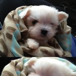 가슴으로 낳은 자식 귀요미 딸아들 "<b>미래</b>와 뾰롱이"  ★사진有★