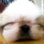 시+페[사진有 추가] 몽실몽실~ <b>몽실이</b>를 소개합니다^0^