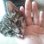 새끼 고양이 <b>무료</b>분양