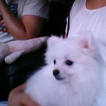 사진有 화이트포메&amp;블랙푸들 이야기♡