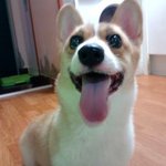 나의 사랑스런 <b>웰시</b>코기 "마고"  3탄!!!