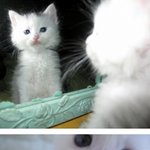 사진<b>대량</b>방출ㅋㅋ 내 하나뿐인 고양이, 감자와 함께한 2년