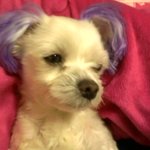 <b>배변</b>훈련하는법좀요ㅠㅠㅠ