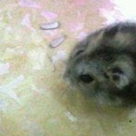 사진有) 우리집 햄찌들