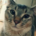 ※토리<b>모리</b> 여름맞이 특가 한정품