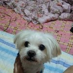 경기도 안양 호계동 말티즈 여아찾습니다!