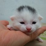 분양) 3개월아가냥이 둘째로 들여주실분 찾습니다 ^^