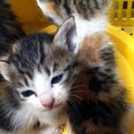 넝쿨째 굴러온 개냥이들