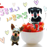 ★☆크기차이로 인한 하극상☆★ 깍쟁이 요크셔테리어와 지랄견 슈나우저...