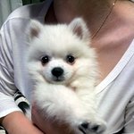 스피츠) 하츠 -  <b>번외</b>? 버젼 ㅋㅋㅋㅋ