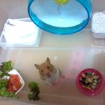 [골든햄스터]  헤헤, 쥐는 귀여워 매우매우.