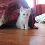 [고양이] 울집 냥이 넬이 ★ 사진있어有<b>재석</b>