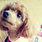 ★★★토이푸들 귀요미 종결★★★1탄+톡됨??!@헐헐헐ㅋㅋ