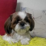 이렇게귀여운<b>시</b><b>츄</b>보셧어요~/?~@.@ (붕붕이)2탄~