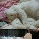 ★ ☞☞☞☞ [고양이판] 귀염<b>종결</b> 터앙 하니를 소개합니다 ☜☜☜☜...