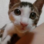 방금 길<b>양</b>이 <b>밥</b>을주고왔었는데.+여러분 어떡해요 제발 봐주세요