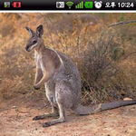 캥거루의진실_<b>동심</b>파괴주의