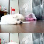 <b>마의</b> 5개월을 잘못 넘긴 우리 두부♡