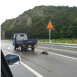 에쿠스뒤를이은 악마트럭...동물이 <b>뭔</b><b>죄</b>이길래 이런 참혹한 짓을벌입니까...