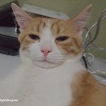 <b>요일</b>별 직장인 표정 유봉이판!! ★유봉이 앙즈판★