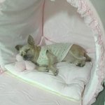 건방진 초롱이의 일상