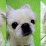 우리집 귀요미 <b>팔자</b>를 소개합니다
