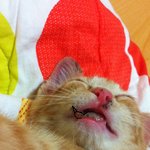 ★우리집 카레를 소개합니다~★