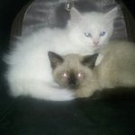 @고냥이@ 백미와 <b>현미</b>를 소개합니다~