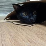 수정)사진有))) ★★냥이 분양합니다. 꼭 좀 읽어주세요 부탁합니다...