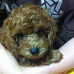 <b>동사</b>방에 ♥♥푸들♡♡님이 입장하셨습니다♡ 저흐ㅣ집 금이를 소개해용...